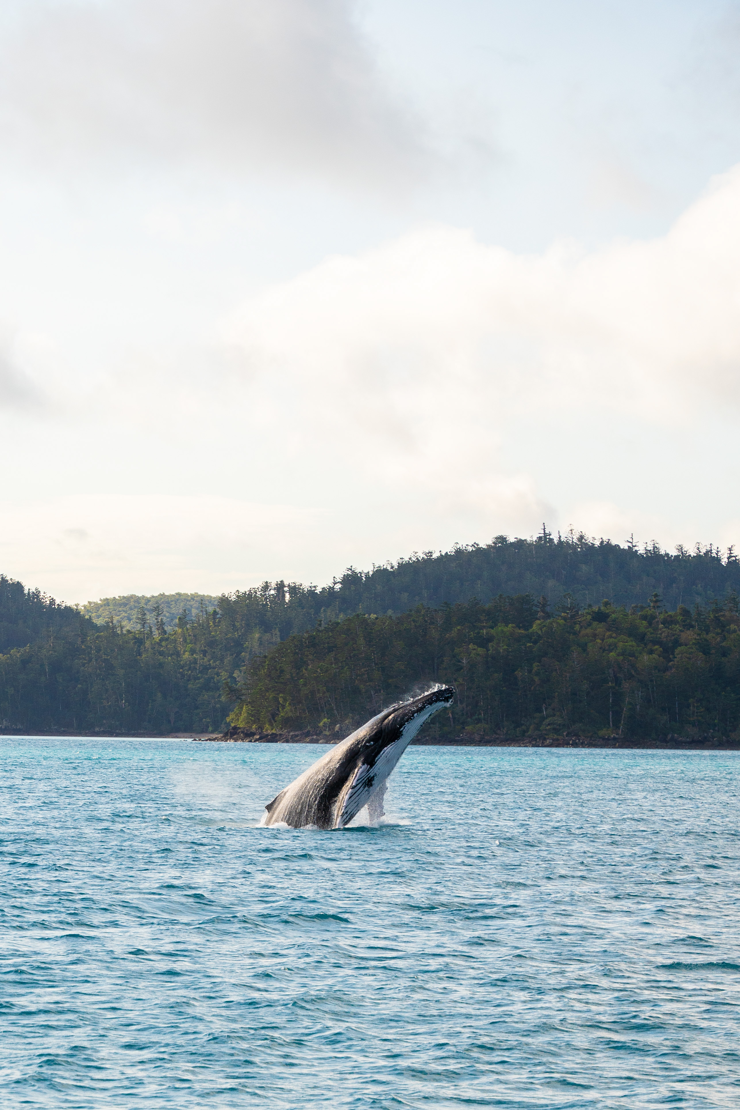 Alani Nu gallery image 11