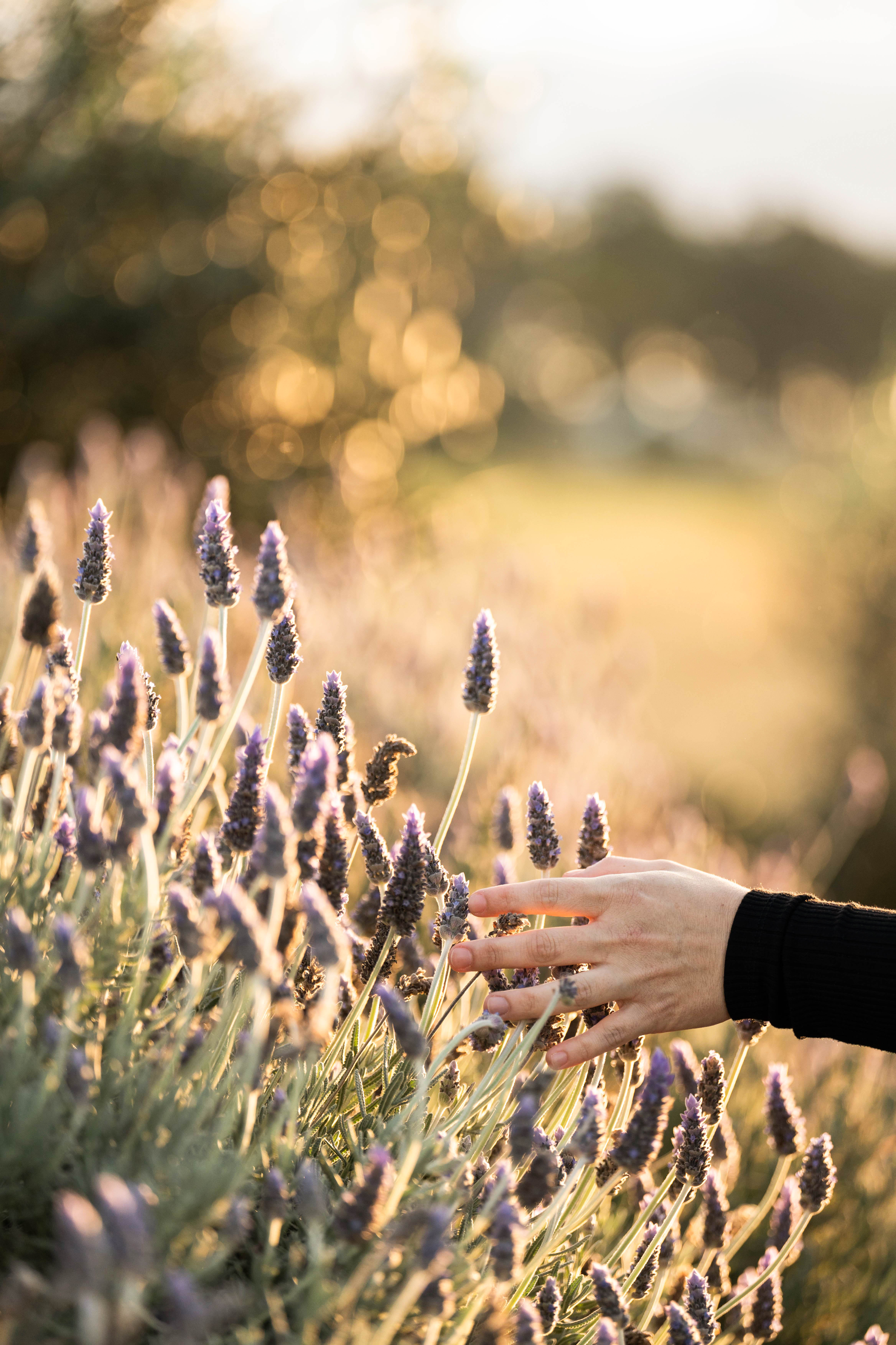 Beechmont gallery image 17