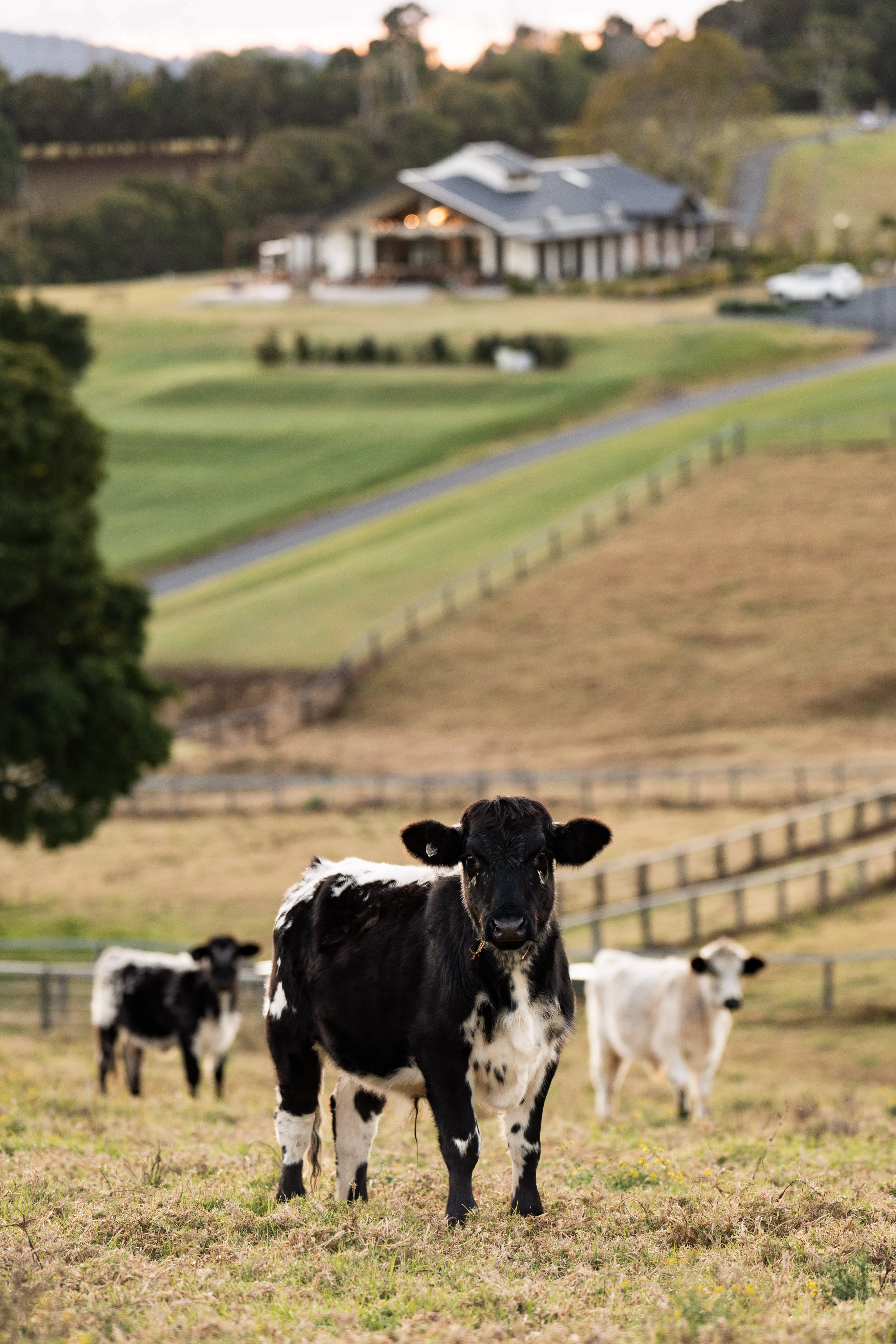 Beechmont gallery image 18