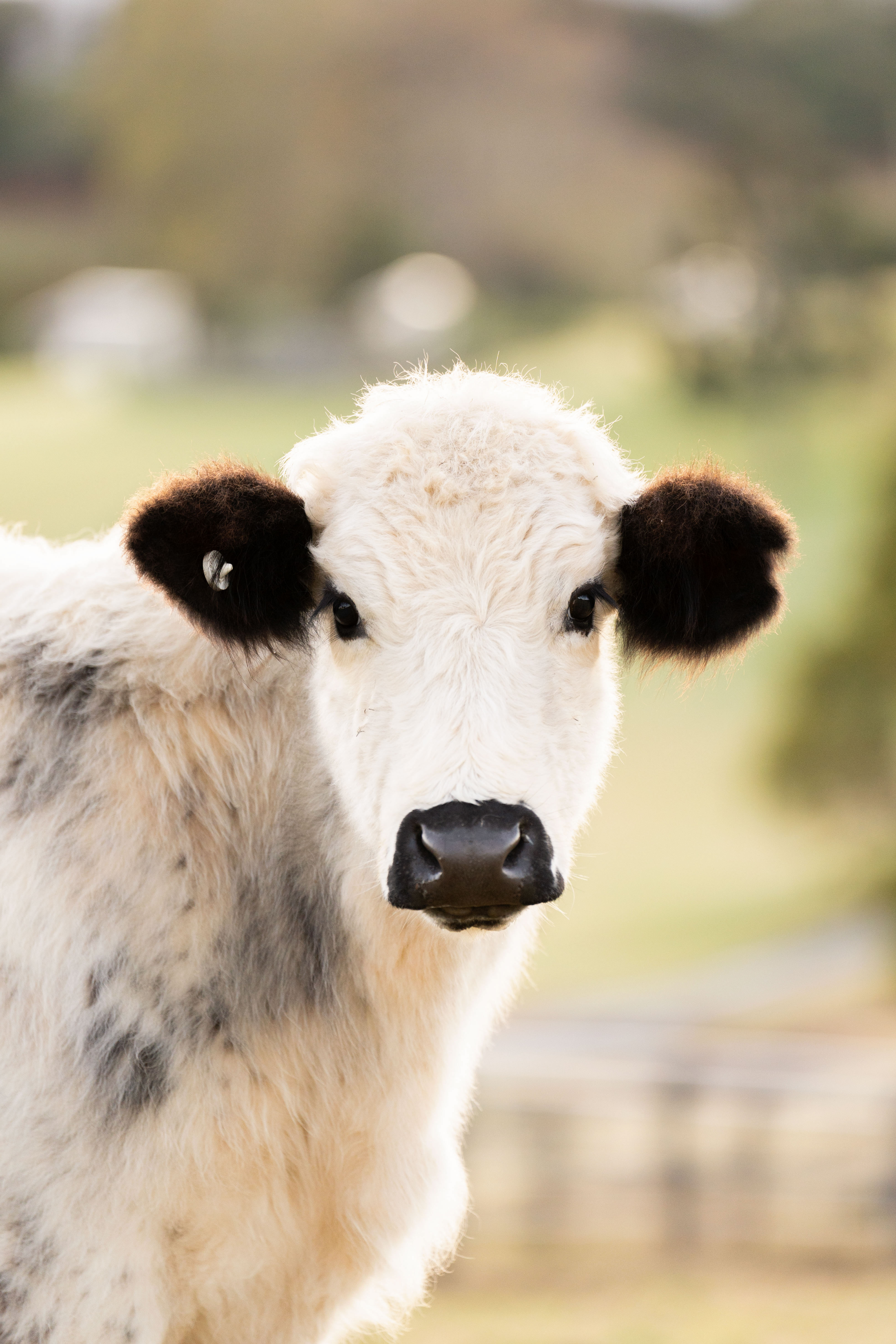 Beechmont gallery image 19